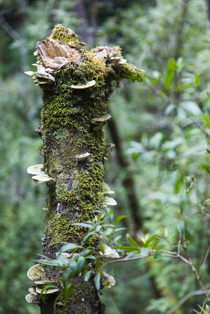 Otway Waterfall