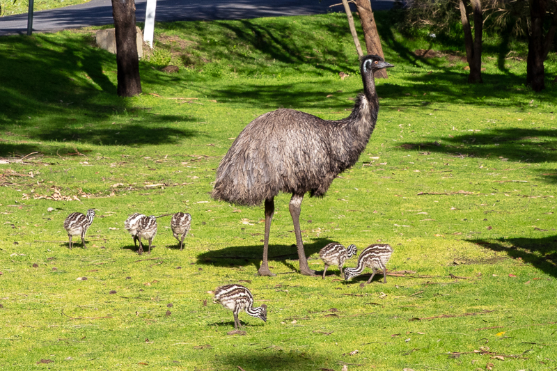 Tower Hill Emu