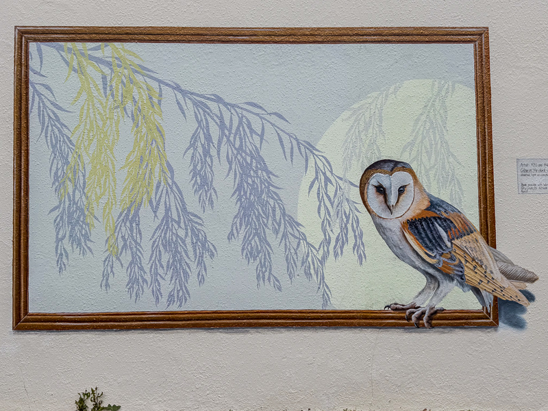 Owl