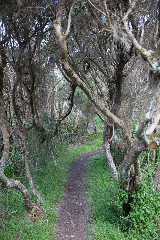 The Enchanted Forest